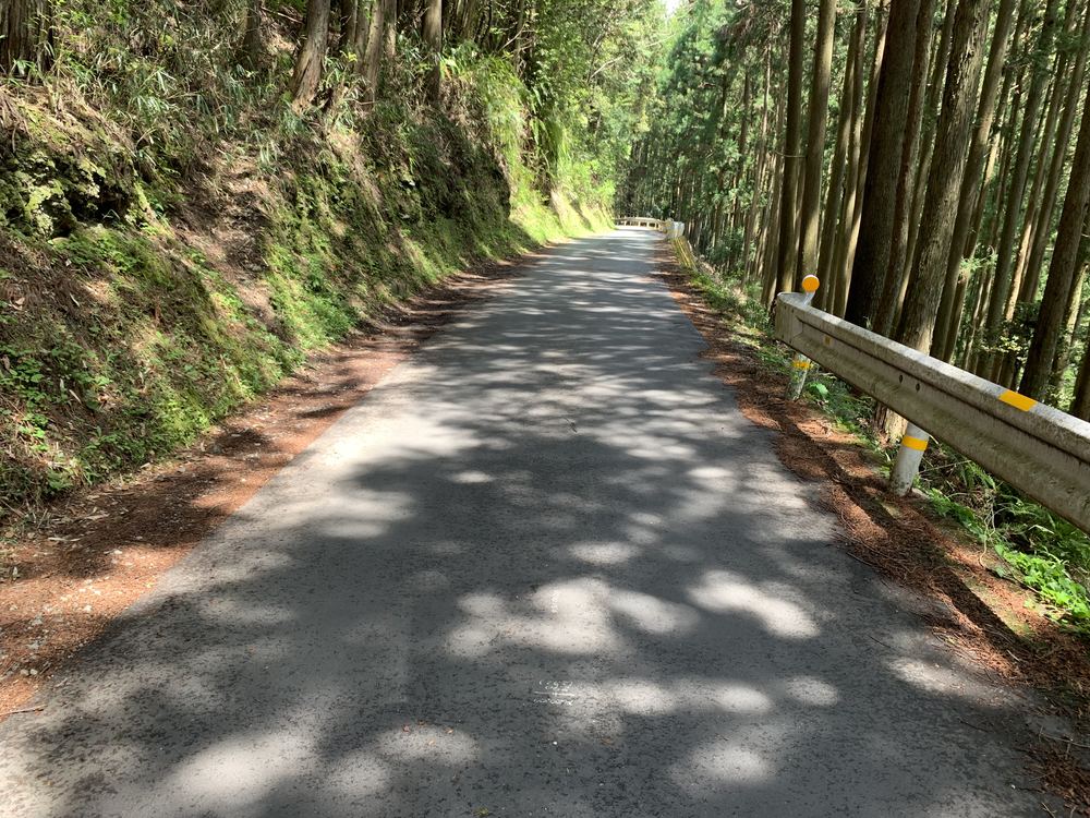 杉林のあいだの舗装路。路面に輪郭のやわらかい明るい斑点が散らばっている