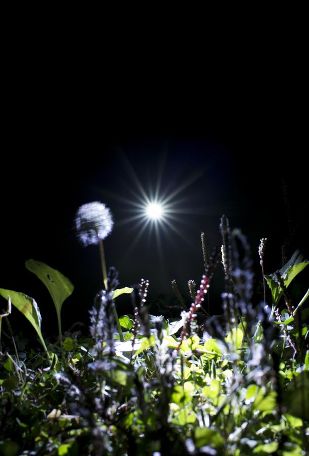 夜の草むらで、綿毛のタンポポの向こうに小さな光源が放射状の光条をつくっている